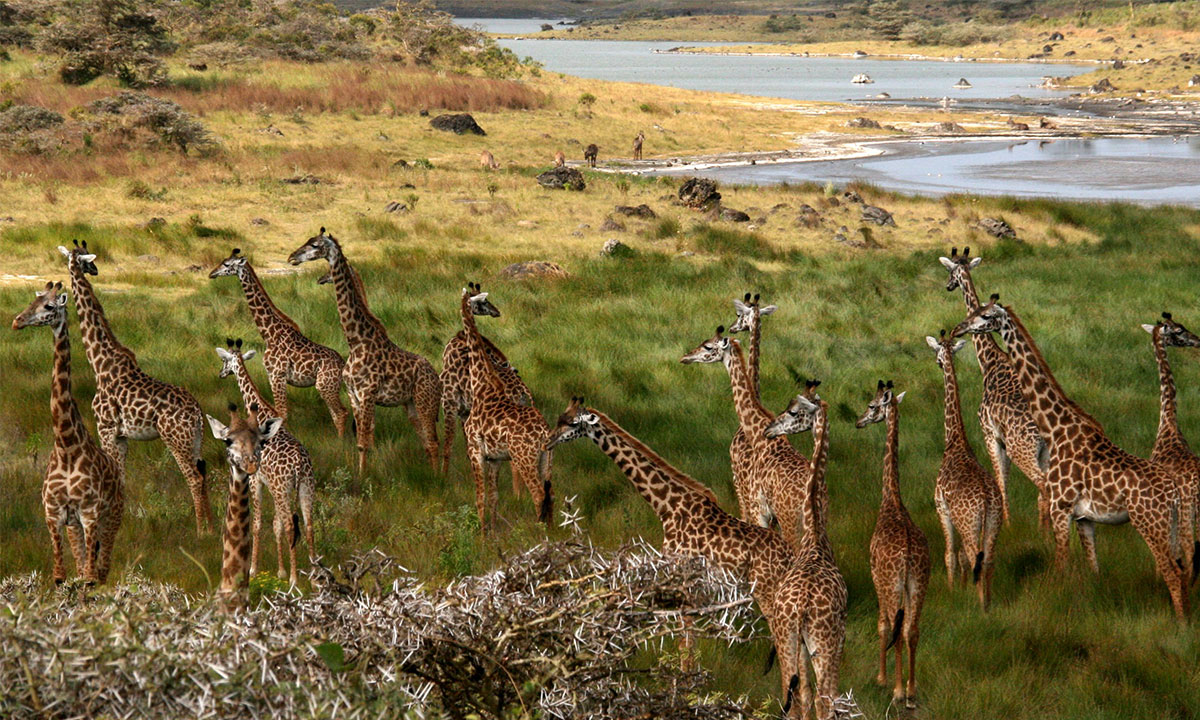 Arusha-National-Park-Girrafe