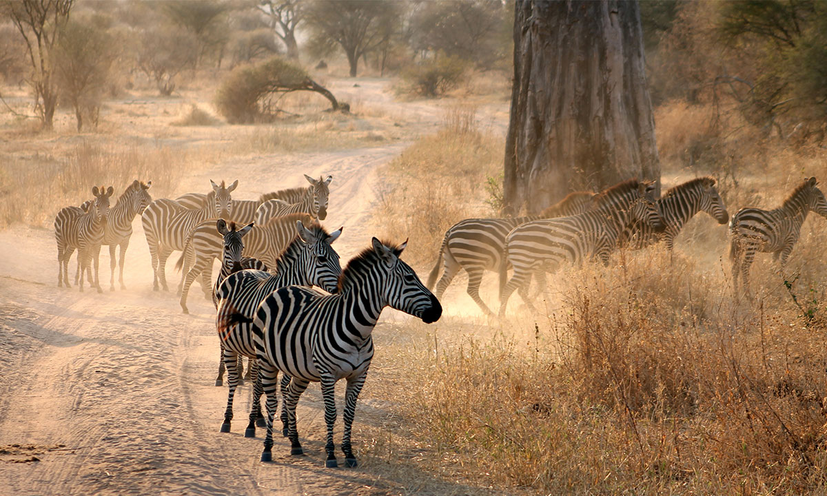 Arusha-National-Park-zebra