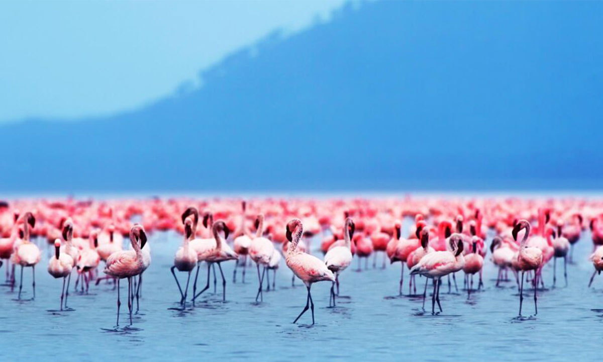 Beautiful-of-Lake-Natron