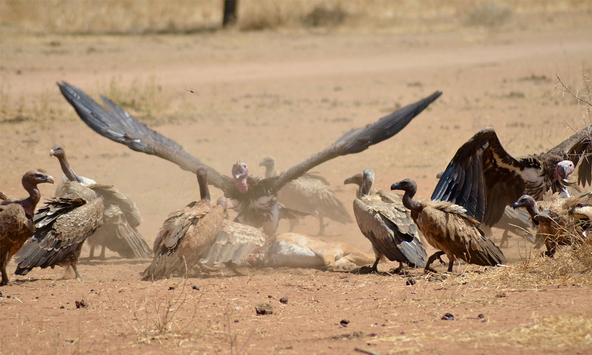 Birds-in-Tarangire