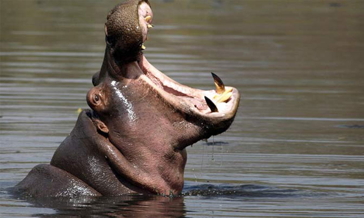 Hippo-in-Lake-natron