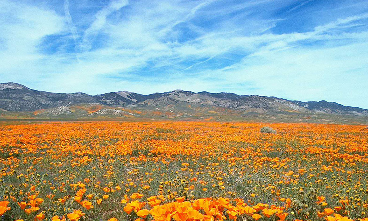 Kitulo-Plateau-NP