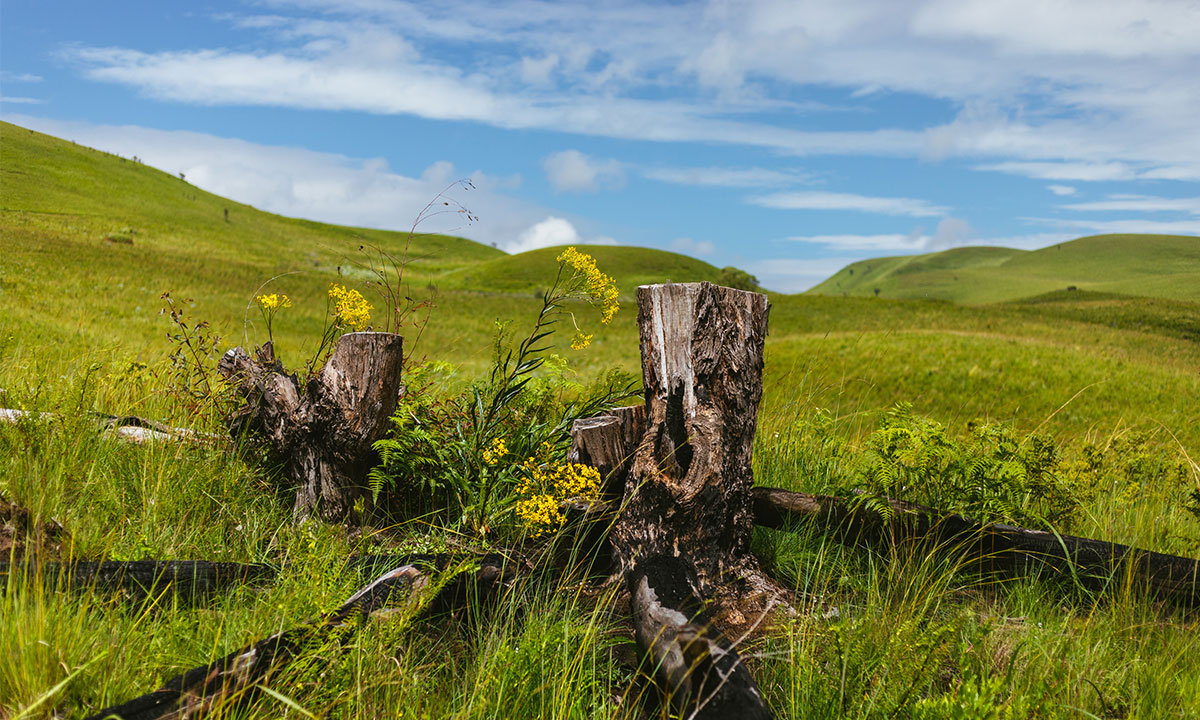 Kitulo-Plateau-National-Park