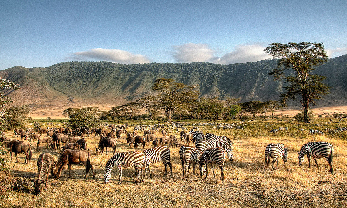 Lake-Manyara-Wild