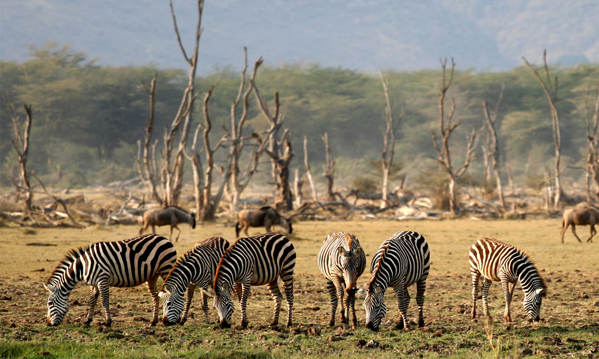 Lake-Manyara-Zebra