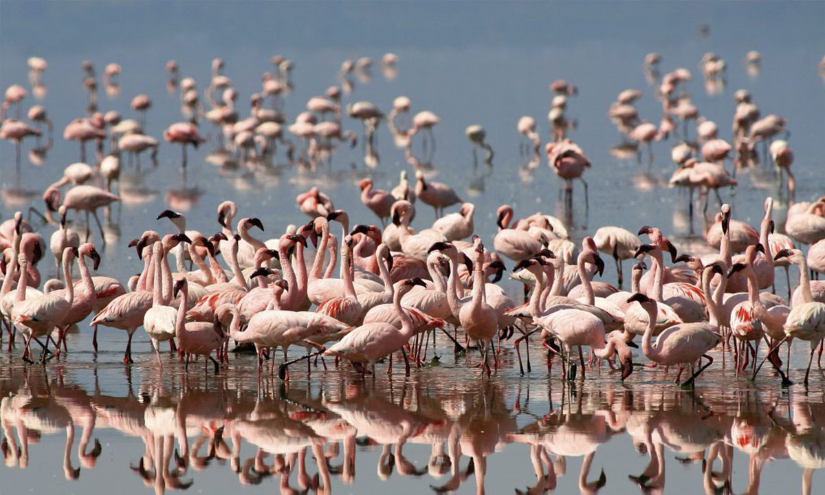 Lake-Natron-birds