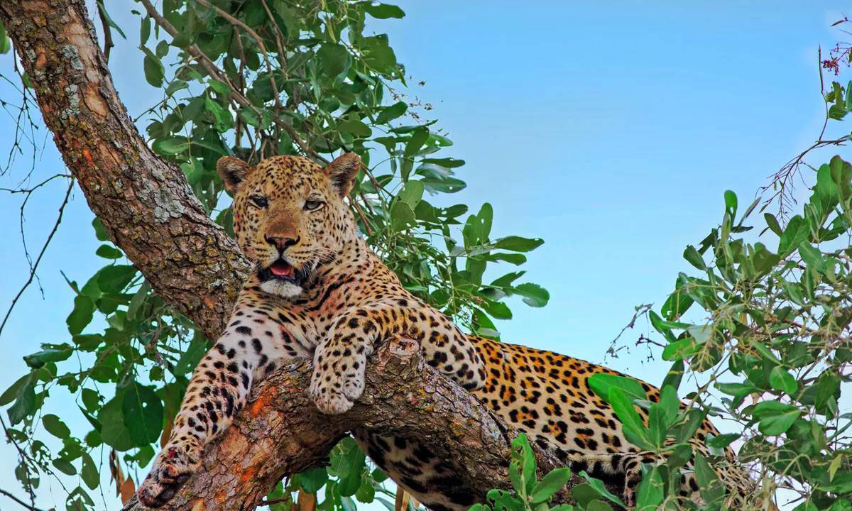 Leopard-in-Udzungwa-mountain