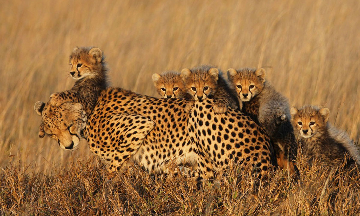 Leopards-in-Tarangire