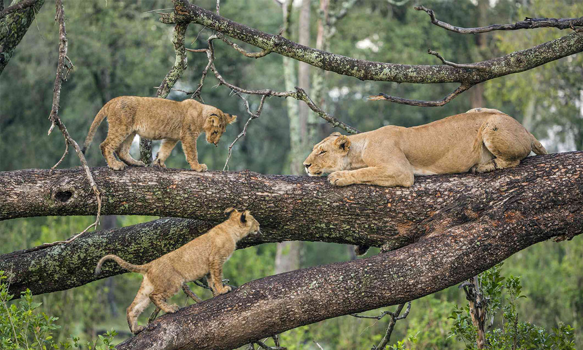 Lion-in-the-tree-at-Lake-Manyara