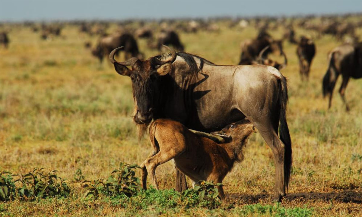 Ndutu-Region-asrea-NP