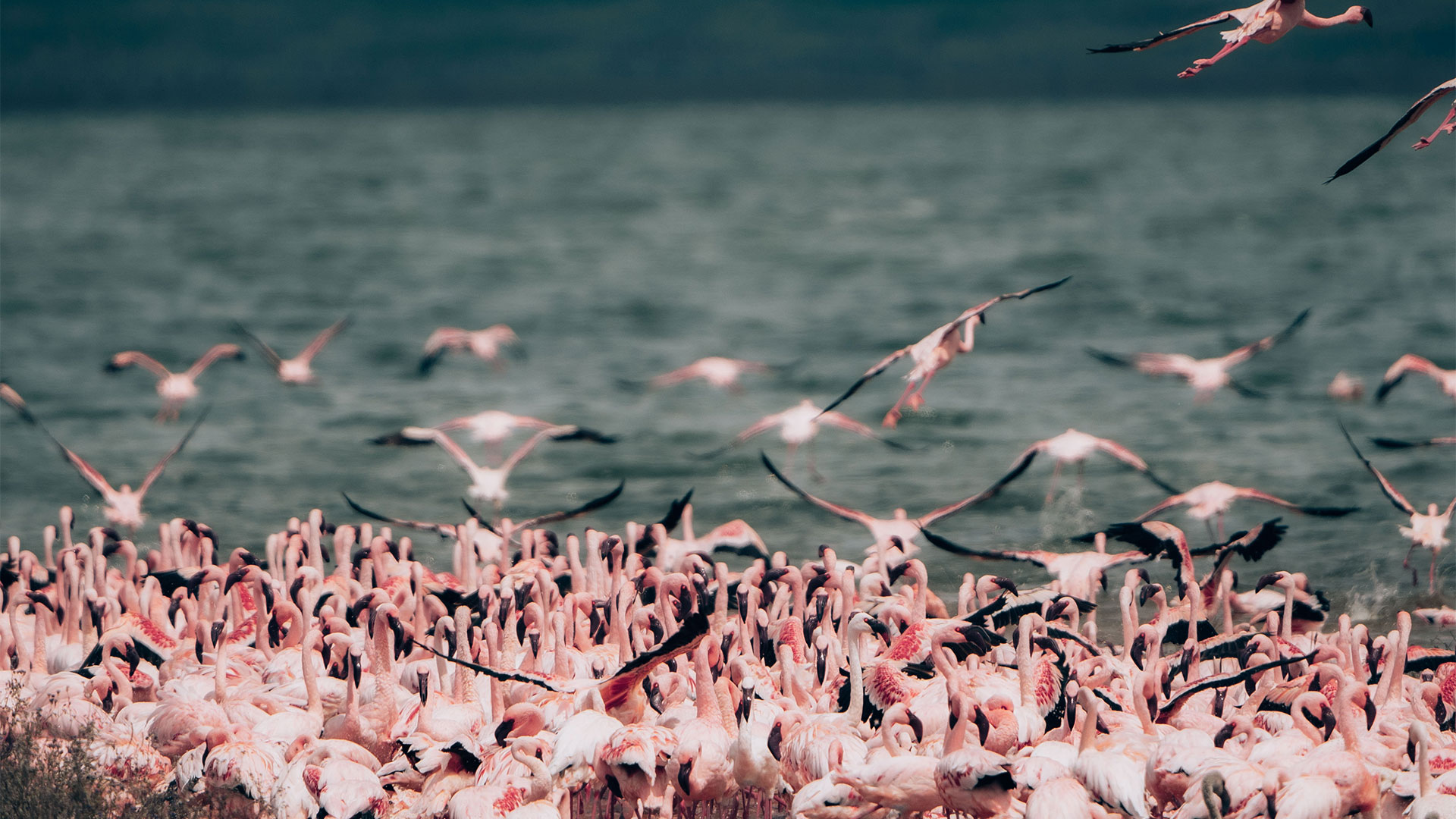 Ngorongoro-Crater