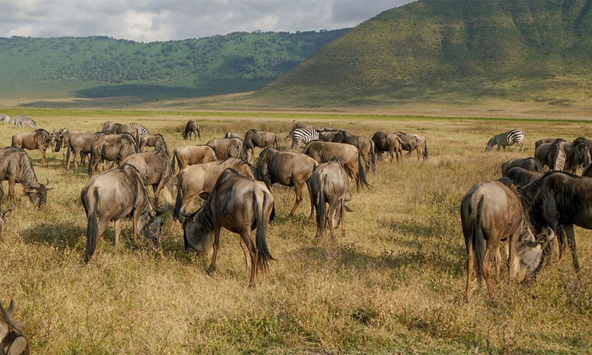 Ngorongoro-crater-wild