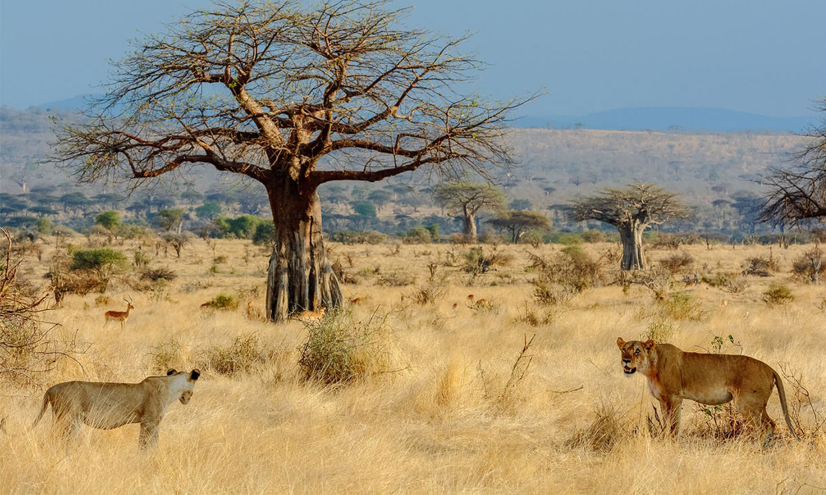 Ruaha-NP