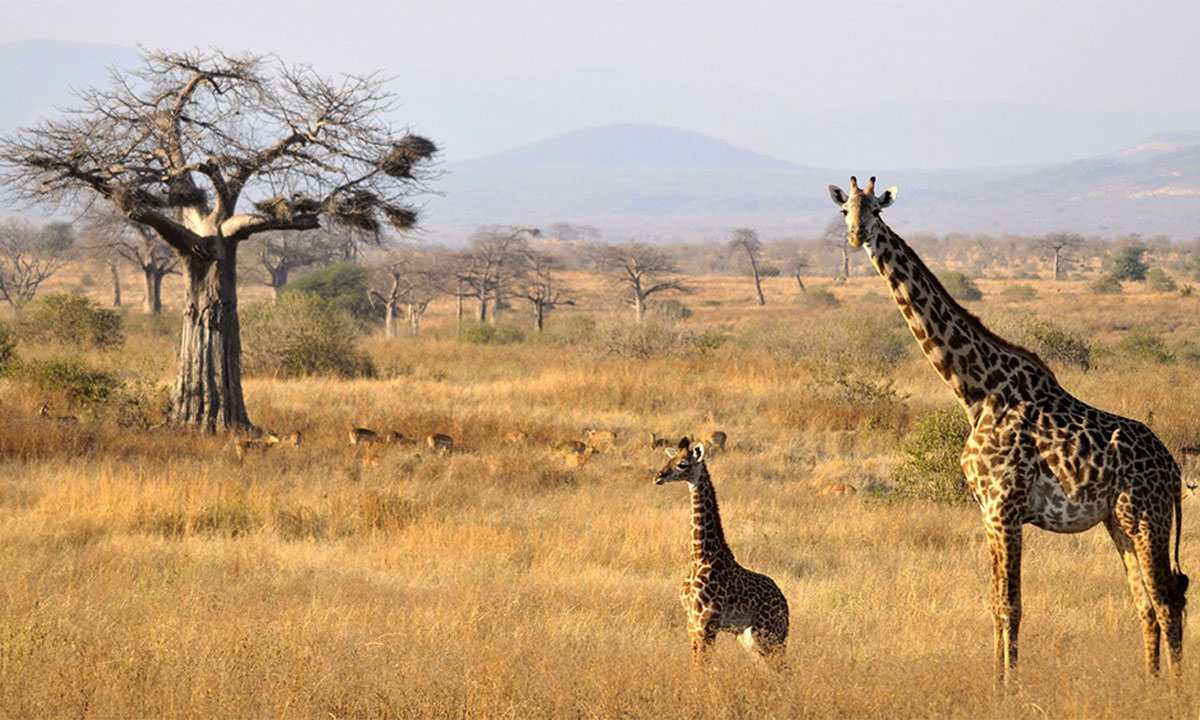 Ruaha-National-Park-girrafe