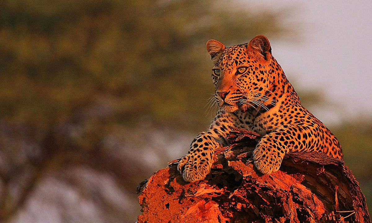 Ruaha-National-Park