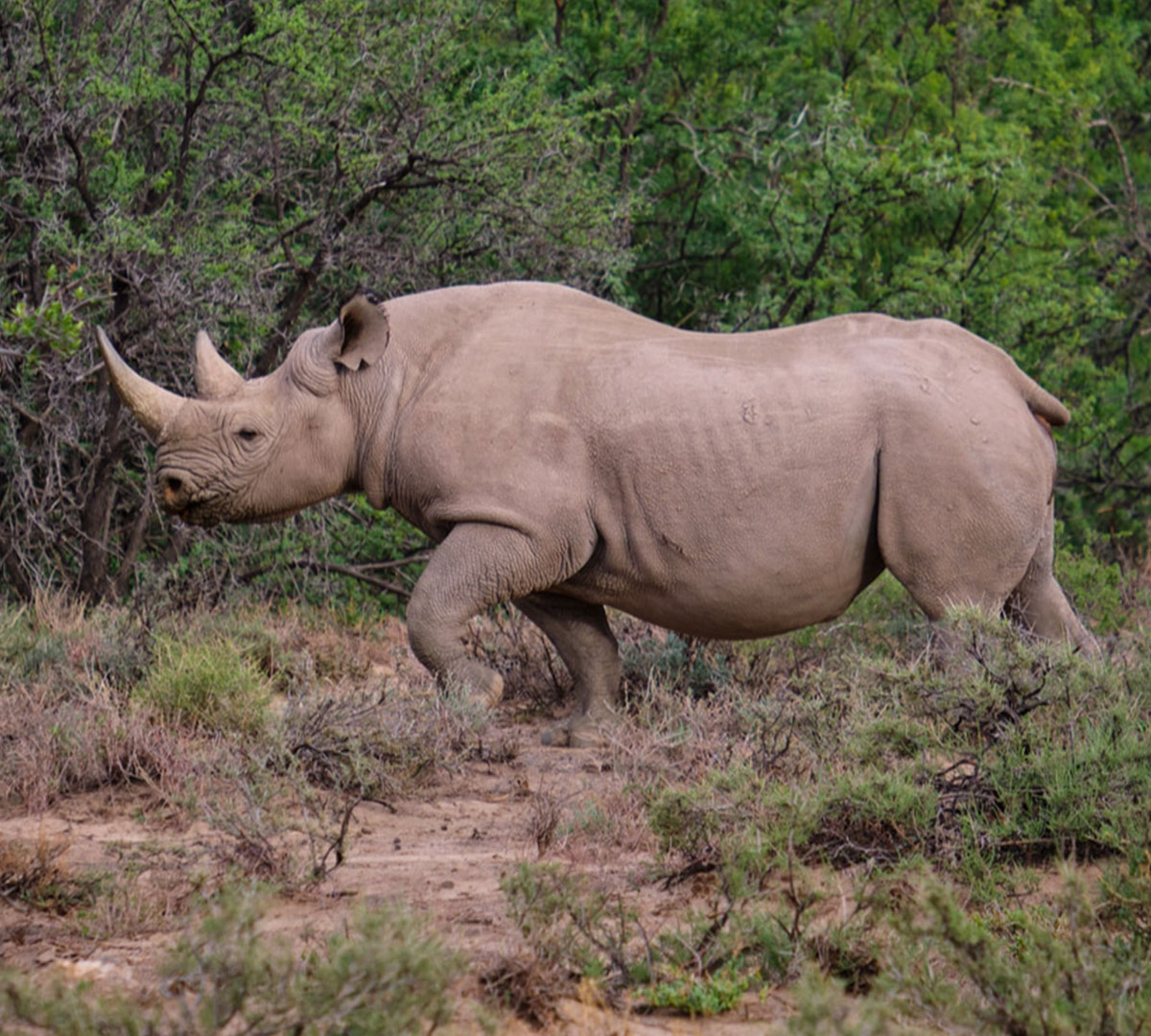 Serengeti-National-Park (2)