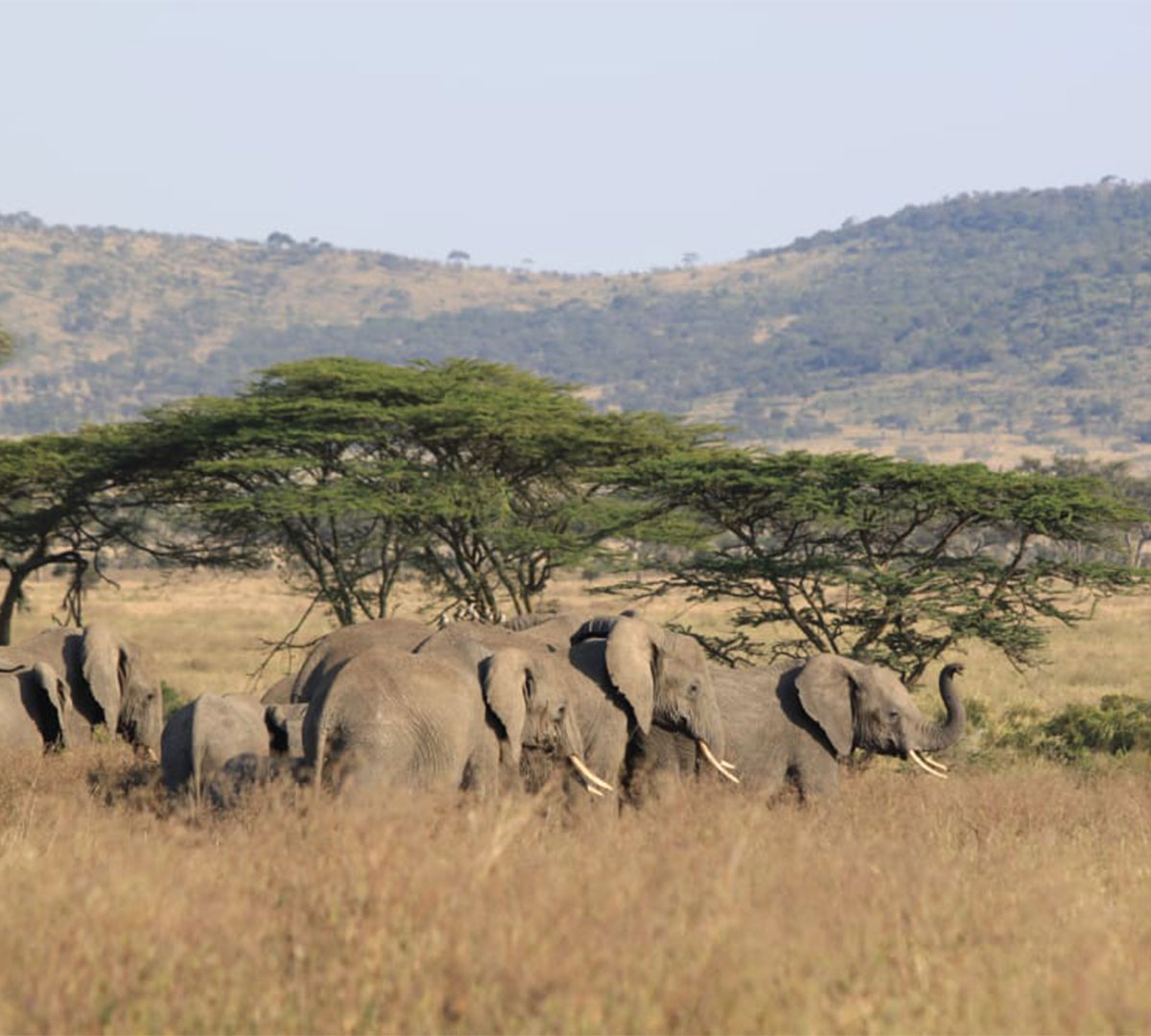 Serengeti-National-Park (3)