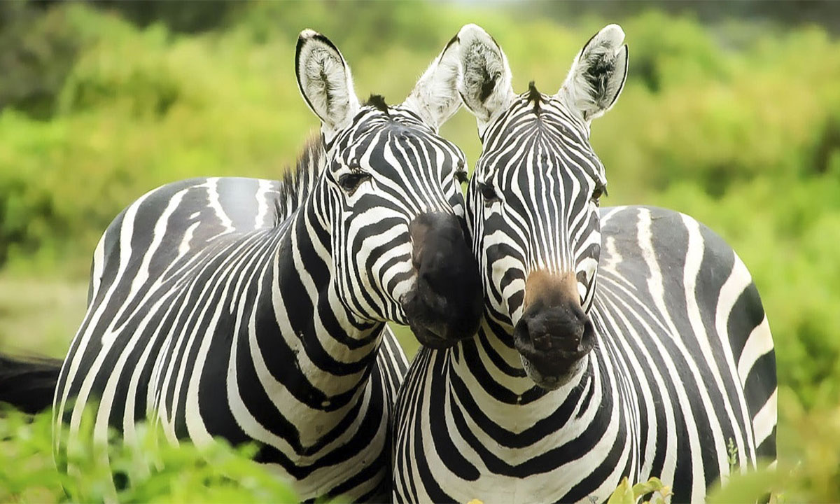 Zebra-in-National-Park