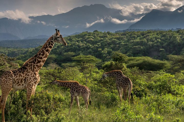 Arusha-National-Park