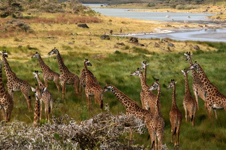 Arusha-National-Park-Girrafe