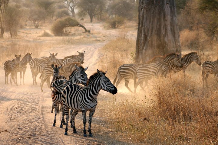 Arusha-National-Park-zebra