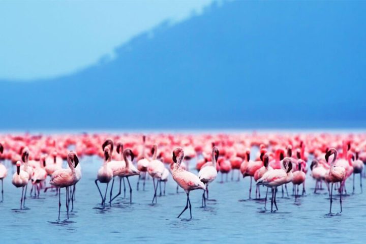Beautiful-of-Lake-Natron