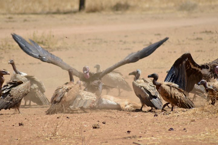 Birds-in-Tarangire