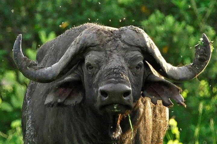 Game-selous-NP2