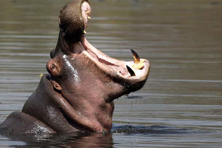 Hippo-in-Lake-natron