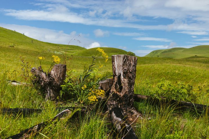 Kitulo-Plateau-National-Park
