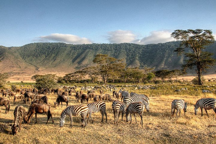 Lake-Manyara-Wild