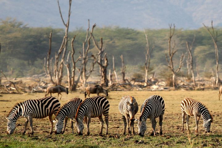 Lake-Manyara-Zebra
