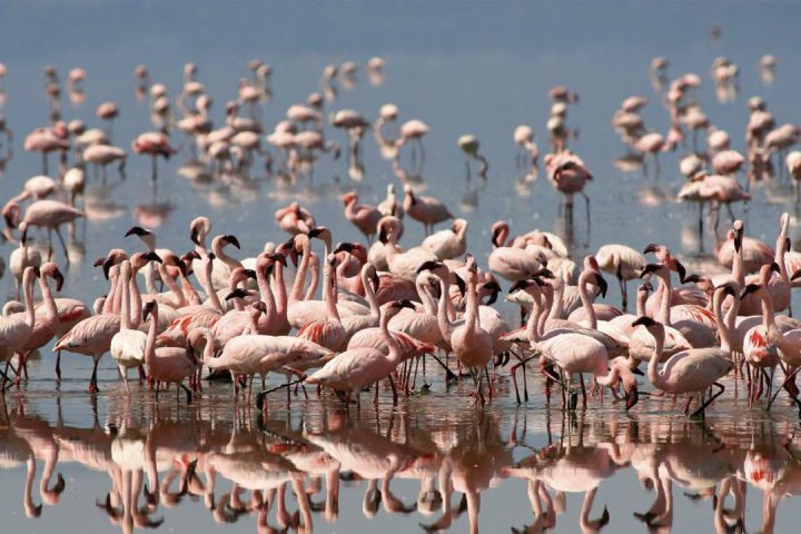 Lake-Natron-birds