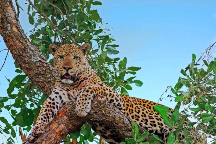 Leopard-in-Udzungwa-mountain