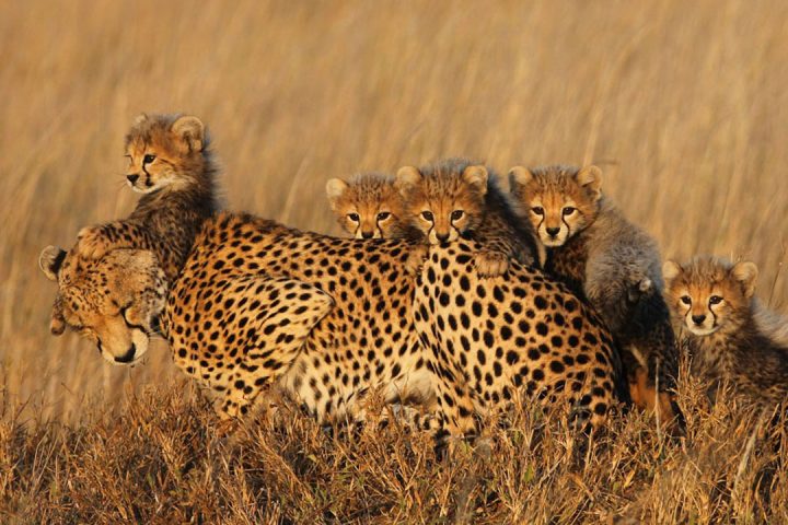 Leopards-in-Tarangire