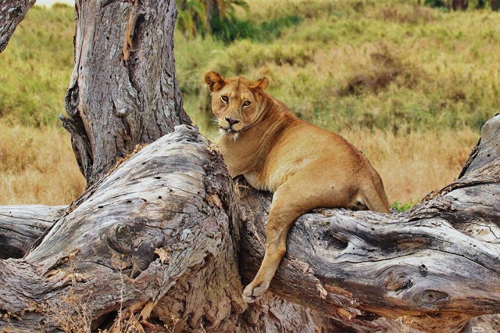 Lion-at-Saadani-NP