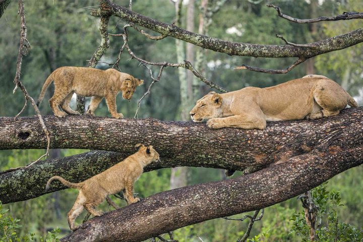 Lion-in-the-tree-at-Lake-Manyara