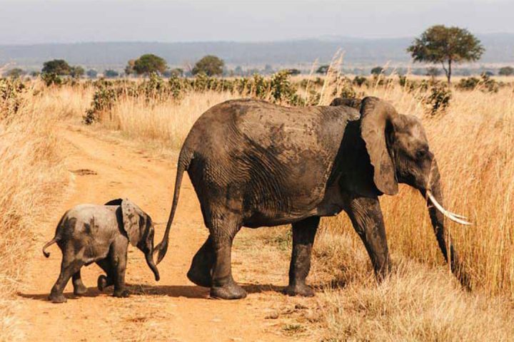 MIkumi-Elephant