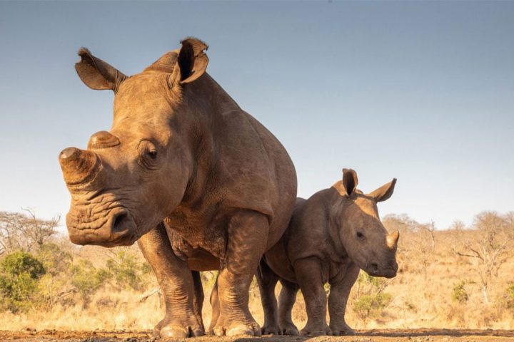Mkomazi-NP-rhino