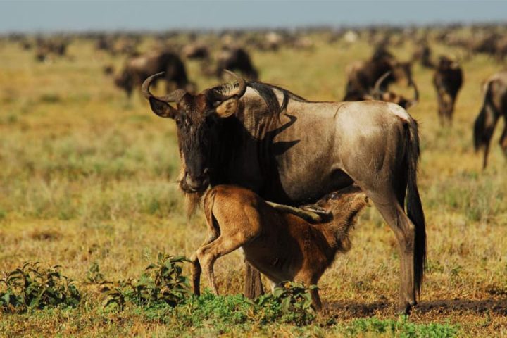Ndutu-Region-asrea-NP
