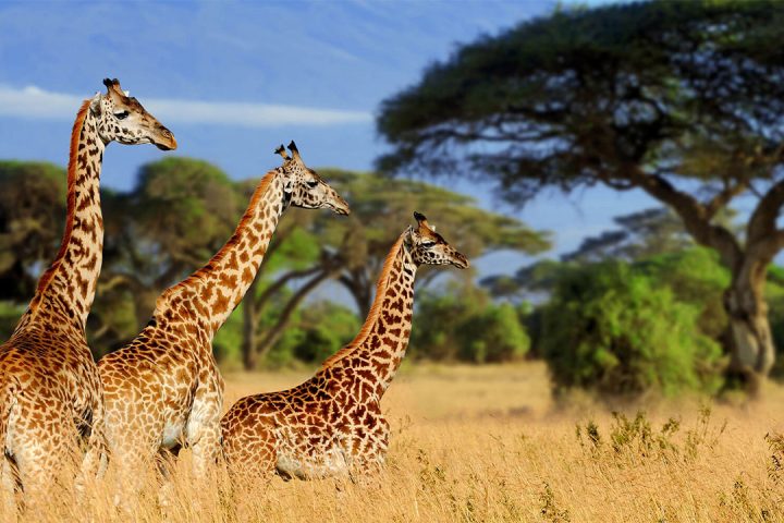 Ngoro-ngoro-Crater