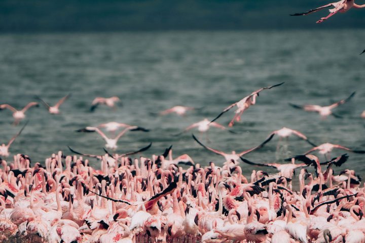 Ngorongoro-Crater