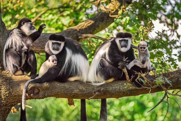 Nonkey-in-Arusha-NP