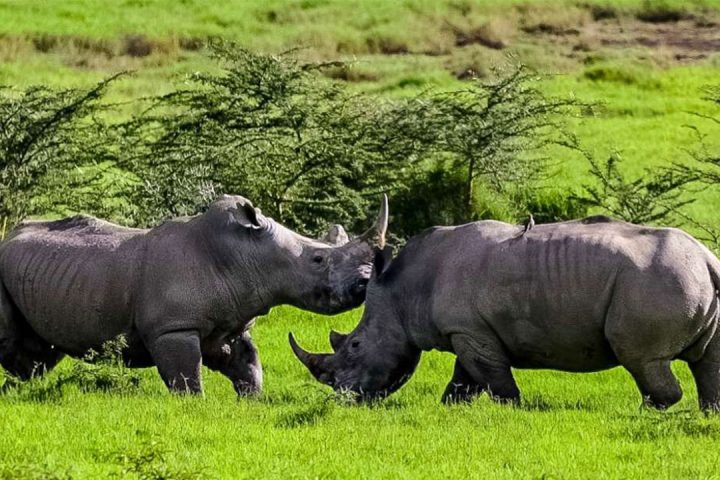 Rhino-Min-Mkomazi