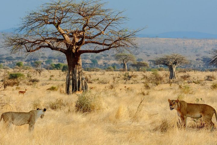 Ruaha-NP