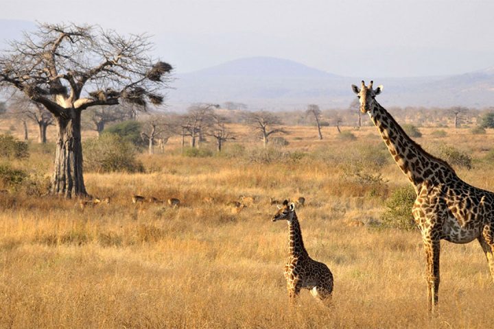 Ruaha-National-Park-girrafe