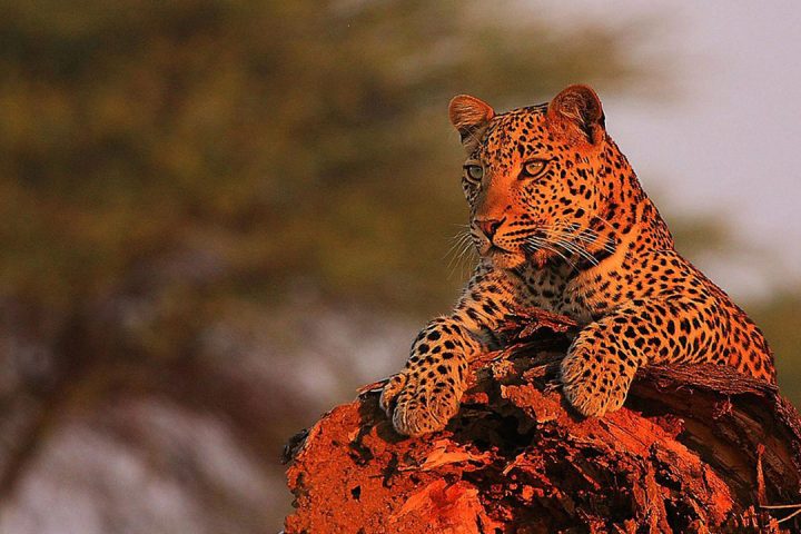Ruaha-National-Park
