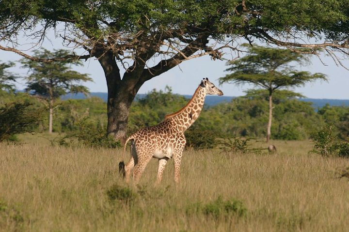 Saadani-girrafe
