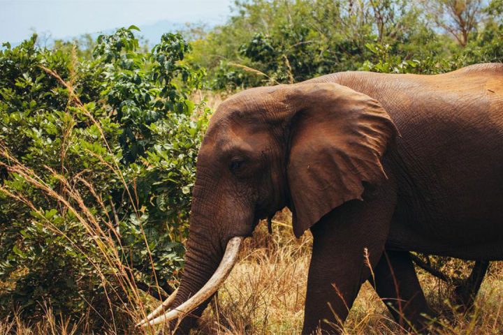 Selous-Game-Reserve-@
