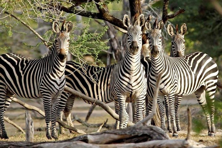 Selous-Game-reserve